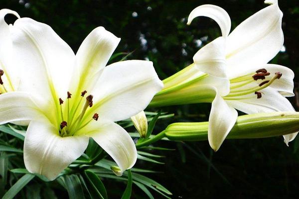 百合花有幾種顏色