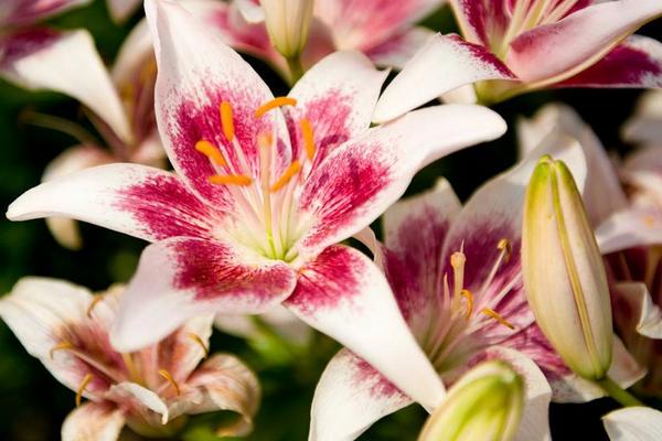 百合花有幾種顏色