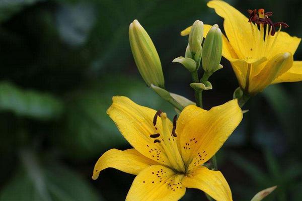百合花有幾種顏色