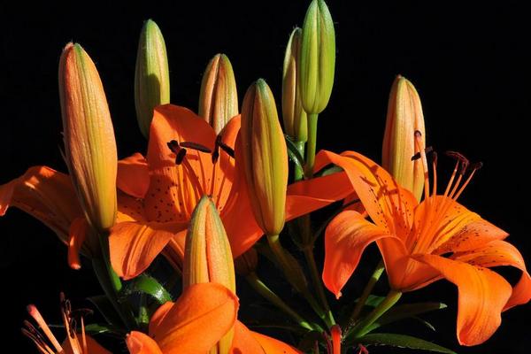 百合花有幾種顏色