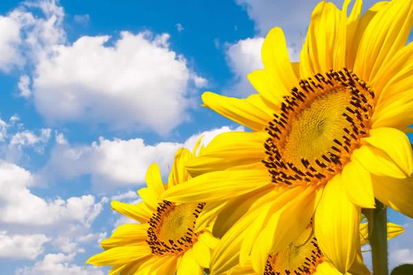 百合花有幾種顏色