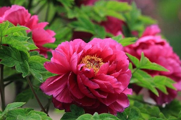 百合花有幾種顏色