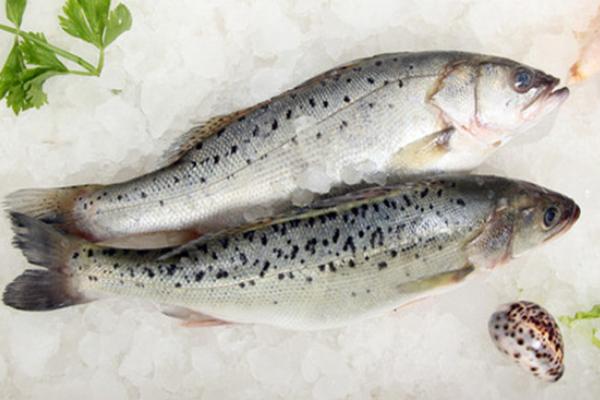 鱸魚價格多少錢一斤及行情走勢