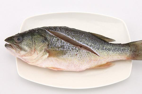 鱸魚價格多少錢一斤及行情走勢