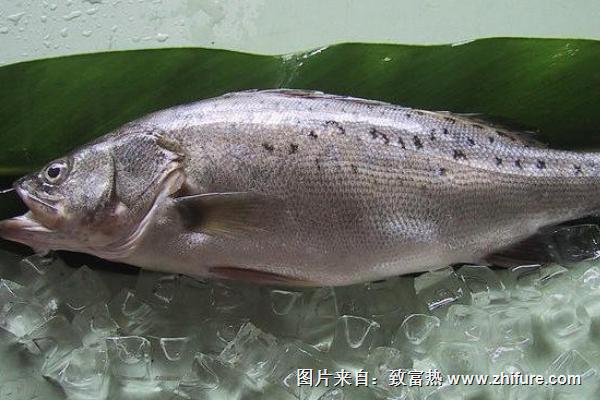 鱸魚價格多少錢一斤及行情走勢