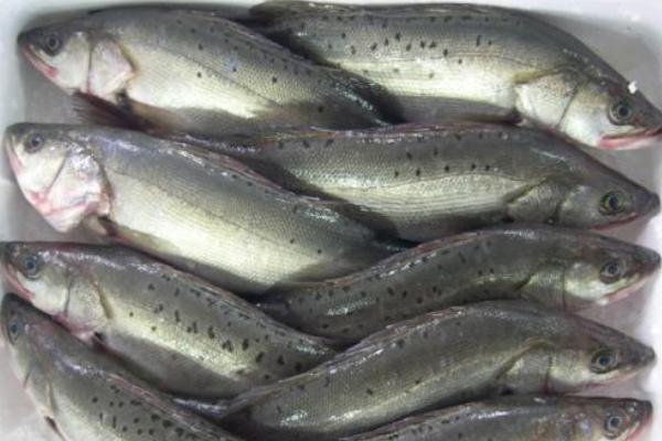 鱸魚價格多少錢一斤及行情走勢