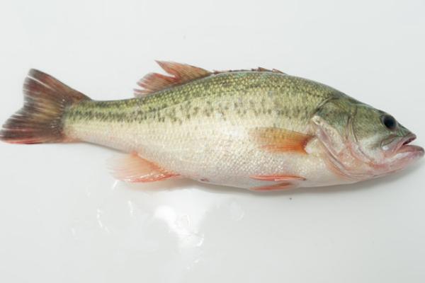 鱸魚價格多少錢一斤及行情走勢