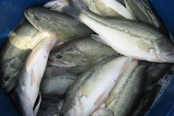 鱸魚價格多少錢一斤及行情走勢