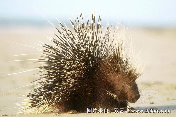 豪豬怎么做好吃