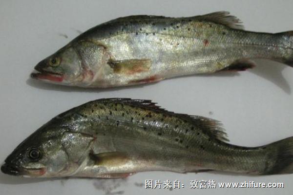 鱸魚吃什么