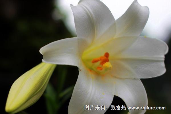 百合花花語是什么