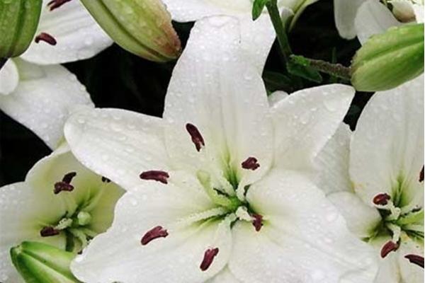 百合花花語是什么