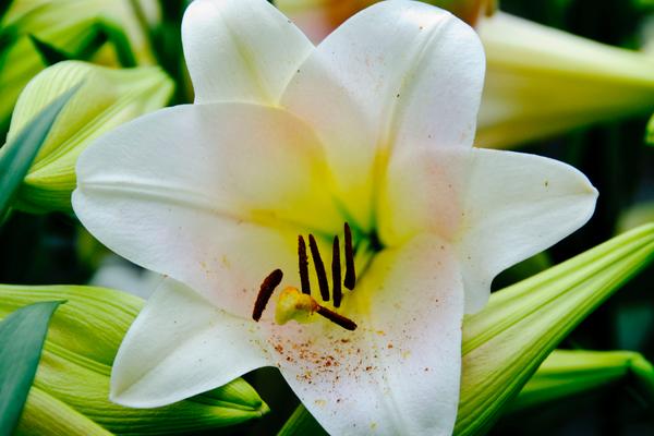 百合花花語是什么