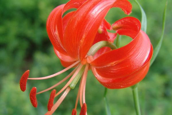 百合花花語是什么