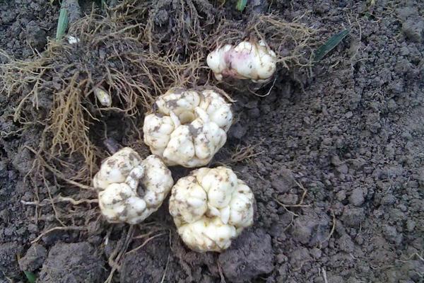 百合花簡筆畫怎么畫（圖解步驟）