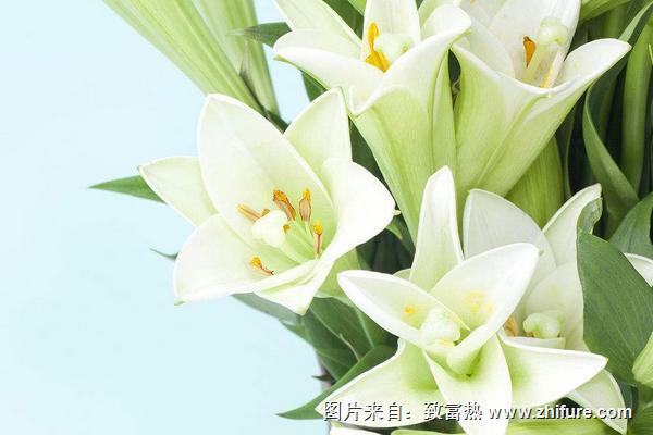 百合花圖片大全