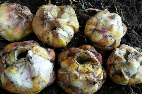 百合花簡筆畫怎么畫（圖解步驟）