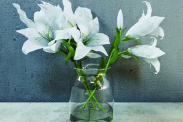 百合花花語是什么