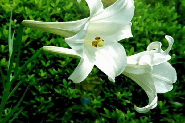 百合花圖片大全