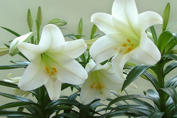 百合花圖片大全