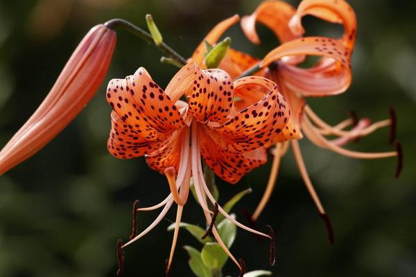 百合花圖片大全