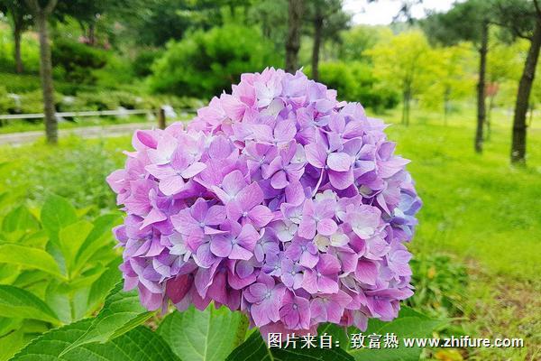 八仙花圖片大全