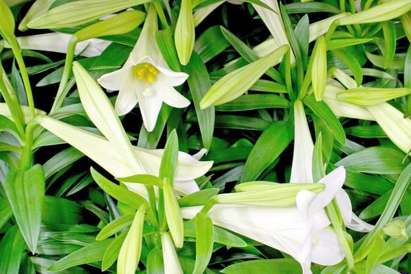 百合花圖片大全