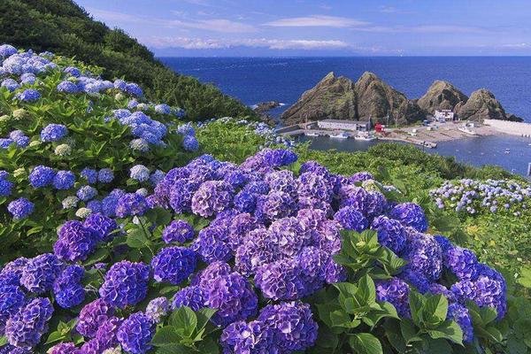 八仙花圖片大全