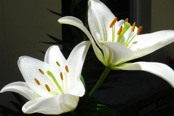 百合花圖片大全