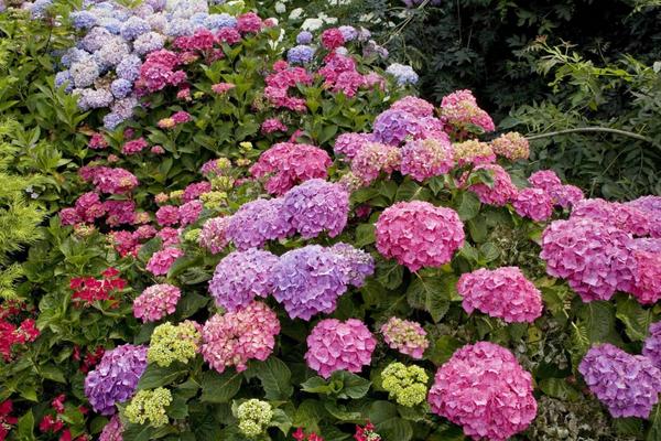 八仙花圖片大全