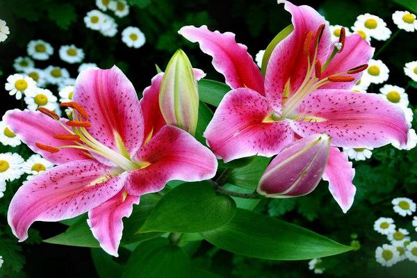 百合花圖片大全