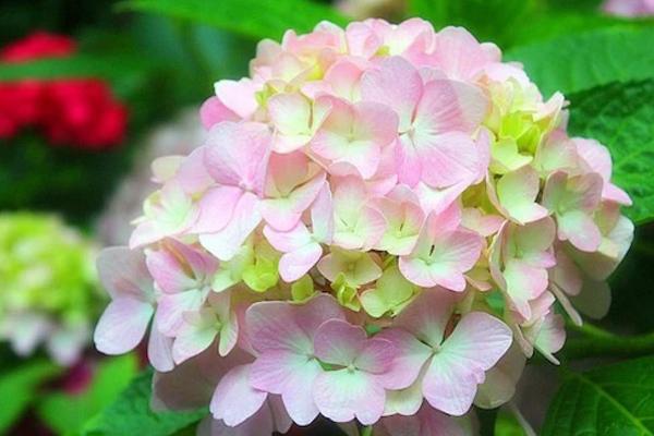 八仙花圖片大全