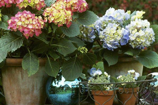 八仙花圖片大全