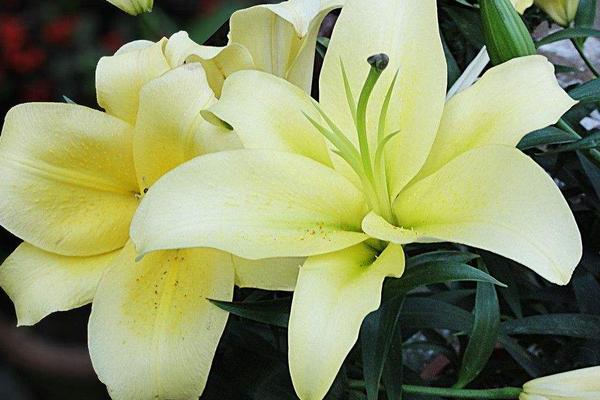 百合花圖片大全