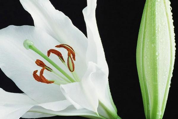 百合花圖片大全