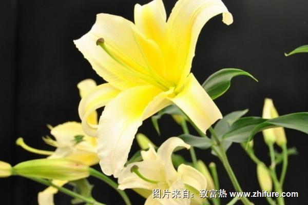 香水百合花語是什么