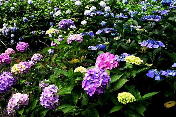 八仙花圖片大全