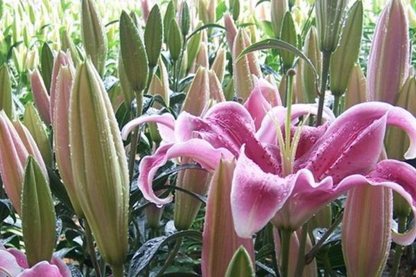 百合花圖片大全