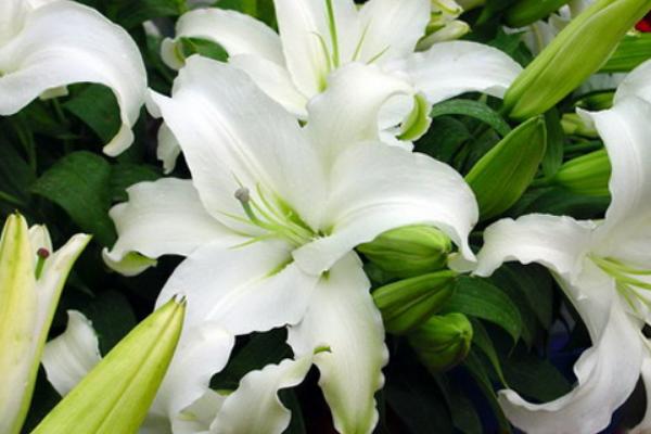 香水百合花語是什么