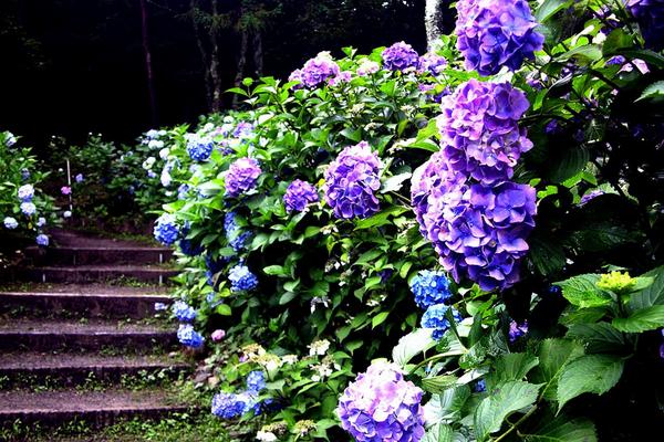 八仙花圖片大全