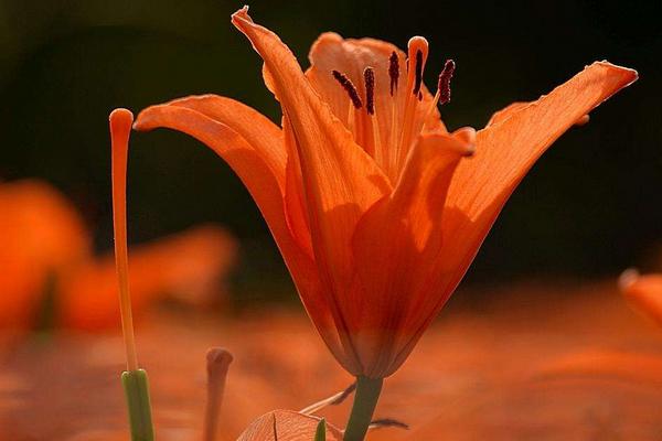 百合花圖片大全