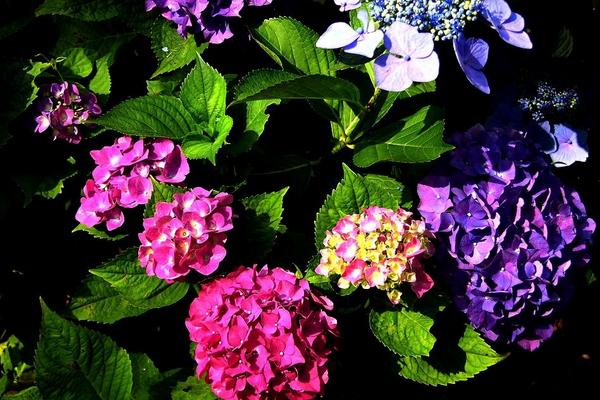 八仙花圖片大全