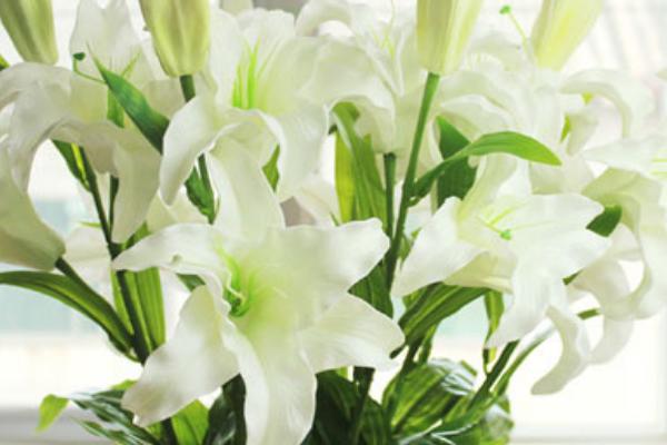 香水百合花語是什么