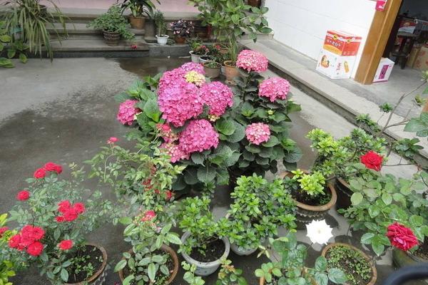 八仙花圖片大全