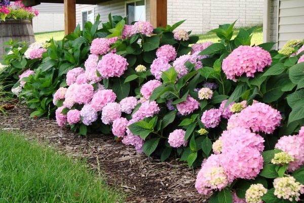 八仙花圖片大全