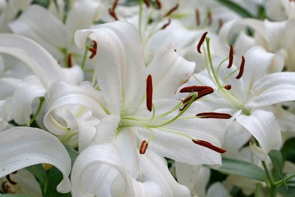 百合花花語是什么