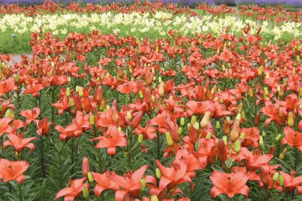 百合花圖片大全