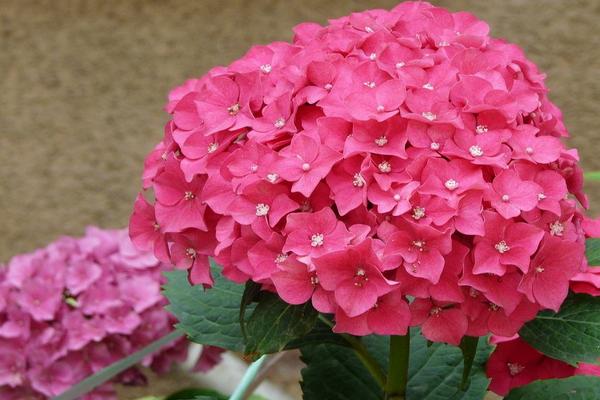 八仙花圖片大全