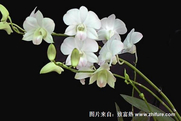 最貴的蘭花多少錢