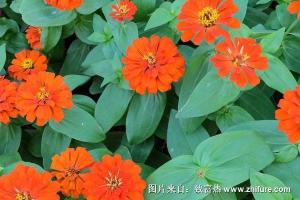 百日草圖片大全